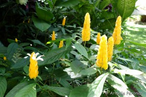 Guadeloupe Août 2015-02777 